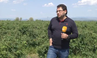 Конкурентоспособни ли са малките розопроизводители?