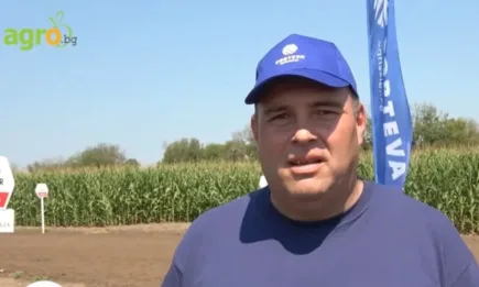 Царевици-лидери по добиви в сухи години