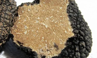 Ловците на трюфели не искат медиен плач, а парламентарни решения !