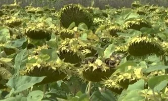 Европейски политики за опазване на почвите и почвеното плодородие – едно от условията за справяне с промените в климата