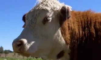 Стабилен ръст на аржентинския износ на говеждо месо