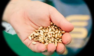 Десет години след стъпването си в България френската семенарска компания Косад Семанс отбелязва сериозни постижения