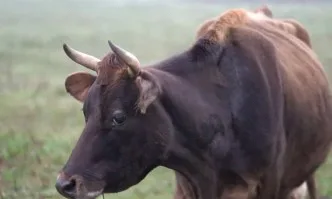 ЕС със значителен ръст при износа на млечни продукти