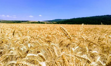 Световните цени на хранителните продукти удариха нови върхове, надминавайки нивата от юли 2011 г.