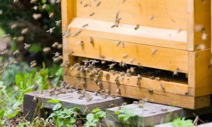 Пчеларите подават заявления за плащане от 13 юни