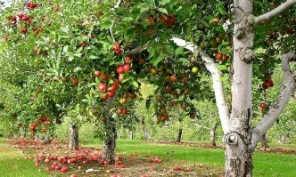 Практики и методи на биологичното овощарство