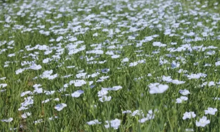 Стефан Недялков: Маслодайният лен е полезен не само за сеитбооборота, но и за човешкото здраве