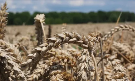 Единствено пшеницата стартира деня с поскъпване на световните борси