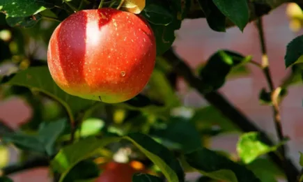 Уебинар: Дигитализация и автоматизация в биопроизводството