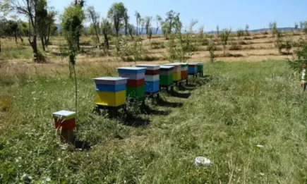 В Колумбия превръщат незаконно изсечените дървета в кошери