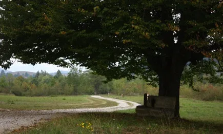 Организацията по прехрана и земеделие към ООН организира фотоконкурс по повод Международния ден на горите