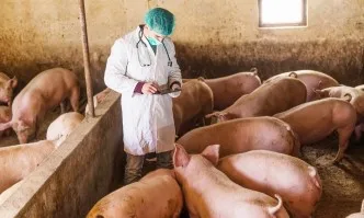 Взети са проби за наличие на африканска чума във Видин