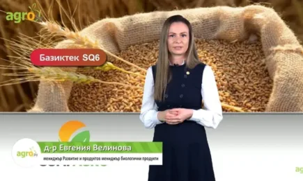 Базиктек SQ6 - фунгицидно действие срещу гъбни и бактериални фитопатогени, ефикасен и срещу нематоди