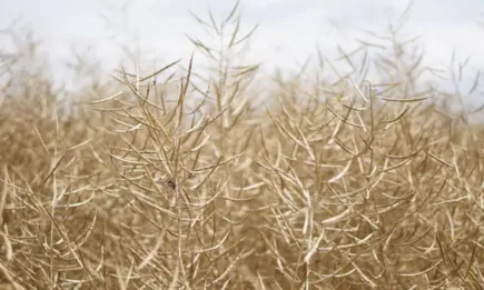 Лек спад на рапицата на световните борси