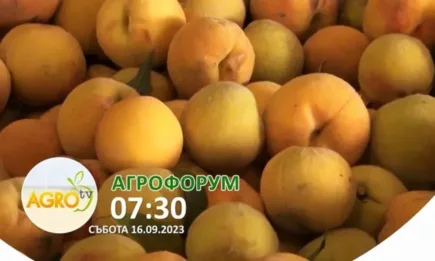 В АГРОФОРУМ: По-малко и по-скъпи български плодове