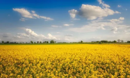 Маслодайните контракти записват печалби