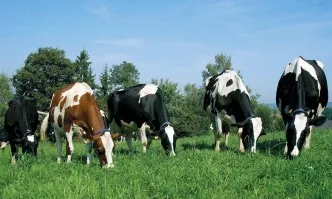 Животновъдите получиха над 23 млн. лева по de minimis