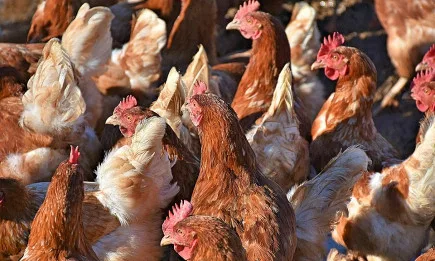 ЕП се ангажира да подкрепи призива на гражданите на ЕС за постепенно премахване на клетките в животновъдството