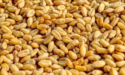 По обяд в Париж само царевицата и рапицата са на печалба, а пшеницата е без промяна