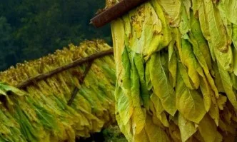 Вторият прием по de minimis за тютюнопроизводителите започва от 15 юли