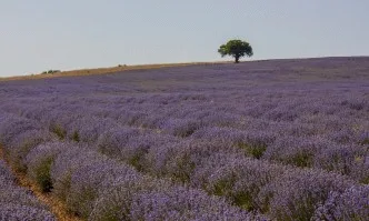 ПРОГНОЗА НА ЛАВАНДУЛОВОТО МАСЛО