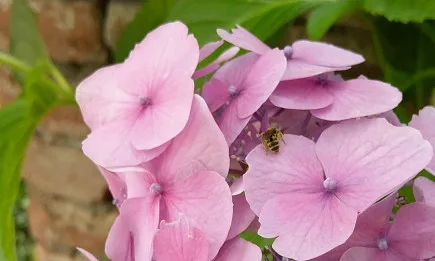 Първите договори по пчеларската програма вече са готови