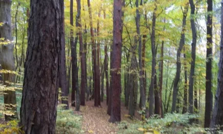 Климатичните промени излагат на риск нашите гори