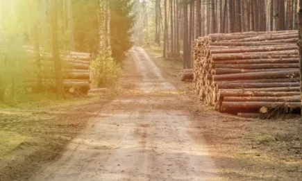 Над 5000 проверки извършиха служители от държавните горски предприятия и Изпълнителна агенция по горите