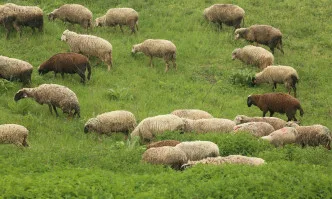 Симеон Караколев: На всяка цена ще устояваме да бъдем приоритетни сектори не само на хартия