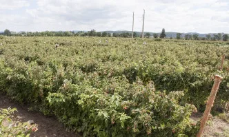 Подмярка 16.4 от ПРСР – дългоочакван старт