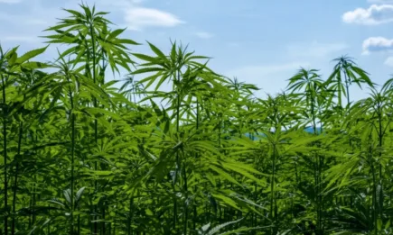 Отглеждащите коноп земеделци имат тримесечен срок да си подновят разрешителното заради промени в нормативната уредба