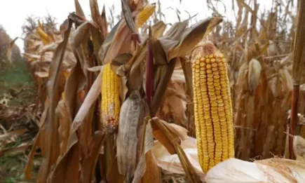 Реколтата от царевица в ЕС ще бъде по-голяма, въпреки късната сеитба