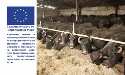 Обвързано с производството подпомагане за биволи