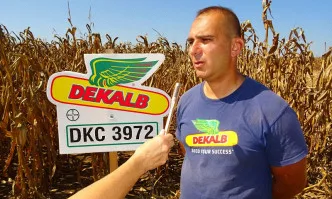 Можем ли да спечелим от царевицата в сушави години