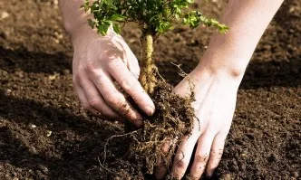 Германия с мащабно залесяване