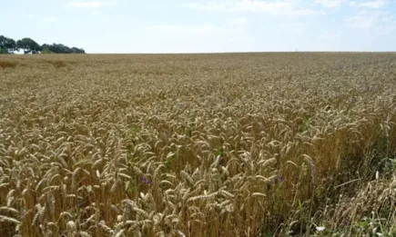 Министрите на земеделието от Румъния, България, Чехия, Полша, Словакия и Унгария с обща позиция относно зърнената криза