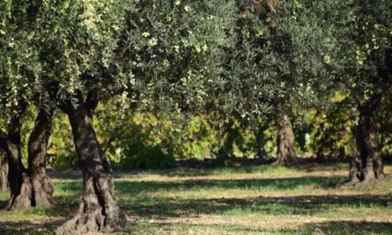 Цената на зехтина достигна рекордните 8500 долара за тон