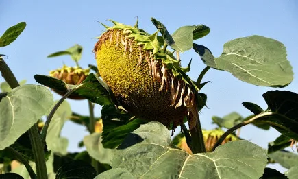 Проф. Тоньо Тонев: Хибридите на Corteva в Express®Sun™ технологията са с висока кълняема енергия и бърз старт на развитие