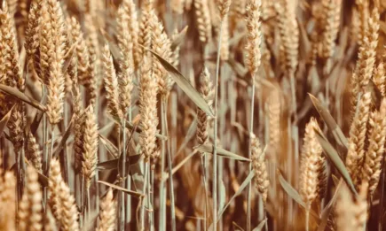 В Париж търговията започва с положителни резултати с изключение на рапицата