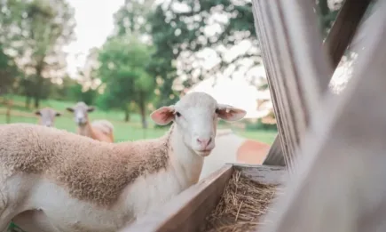 Указанията за прилагане на държавната помощ заради войната в Украйна са публикувани