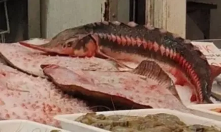 Инспектори на ИАРА установиха лице, продаващо риба без необходимите документи