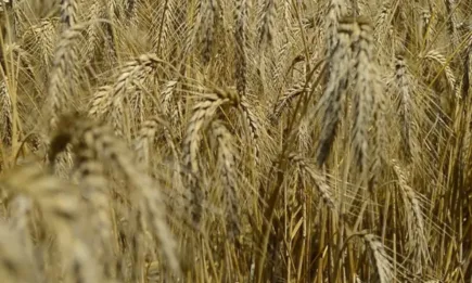 Гласувано: Пада забраната за внос на зърно от Украйна