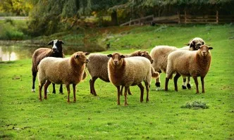 Ще има промени в кандидатстването по 3 подмерки за животновъди