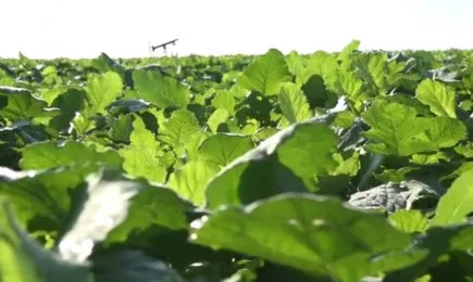 Кортева Агрисайънс – нови идеи за по-добри резултати