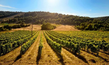 В края на юли започват два приема по мярка Преструктуриране и конверсия на лозя