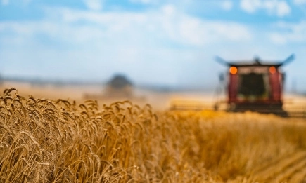 Експерт: Земеделците да продават зърното на няколко етапа