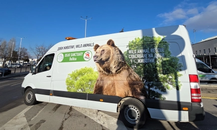 От Аржентина до Белица: БАБХ съдейства за успешното настаняване на мечките Гордо и Флоренция