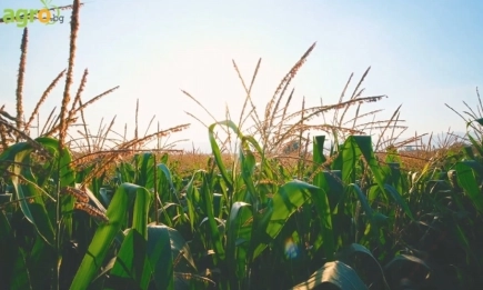 Байер е лидер при хербицидите в царевица