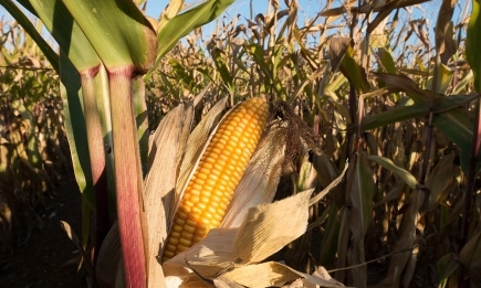 АгроПортал прогнозира най-слабата реколта от слънчоглед и царевица в България след 2012г.