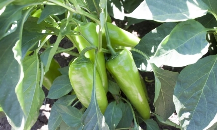 Всички зеленчуци, с изключение на морковите, поскъпват на борсите у нас тази седмица